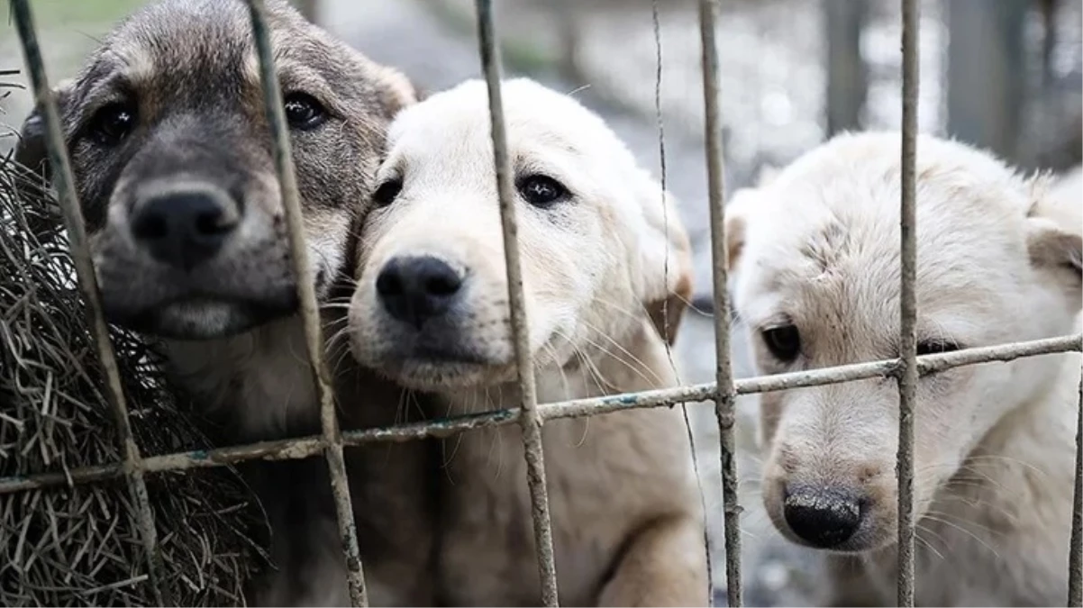 Ankara'da 180 köpeğe bakan kadına 1.7 milyon lira ceza