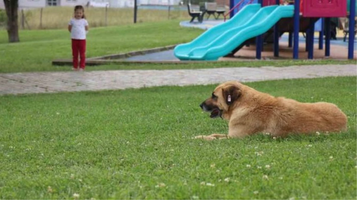 5 yaşındaki kız sokak köpeğinin saldırısına uğradı: Başka köpekleri bir daha sevmeyeceğim