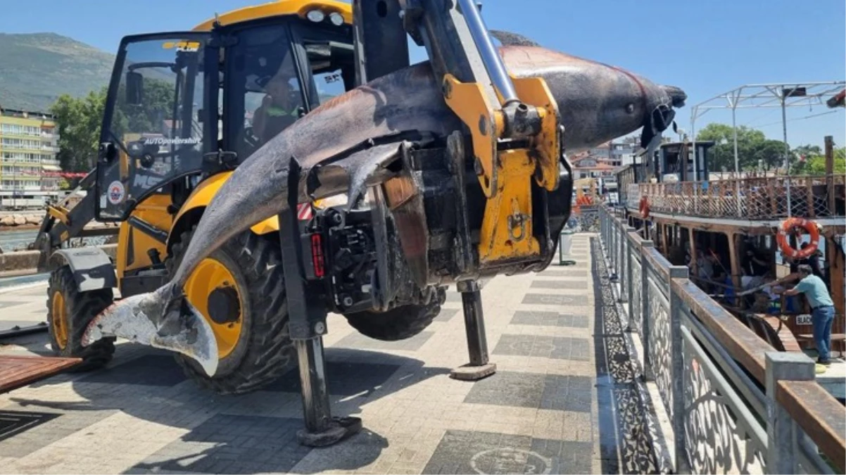 Bursa'da deniz dibi temizliği sırasında 3 metrelik ölü yunus bulundu