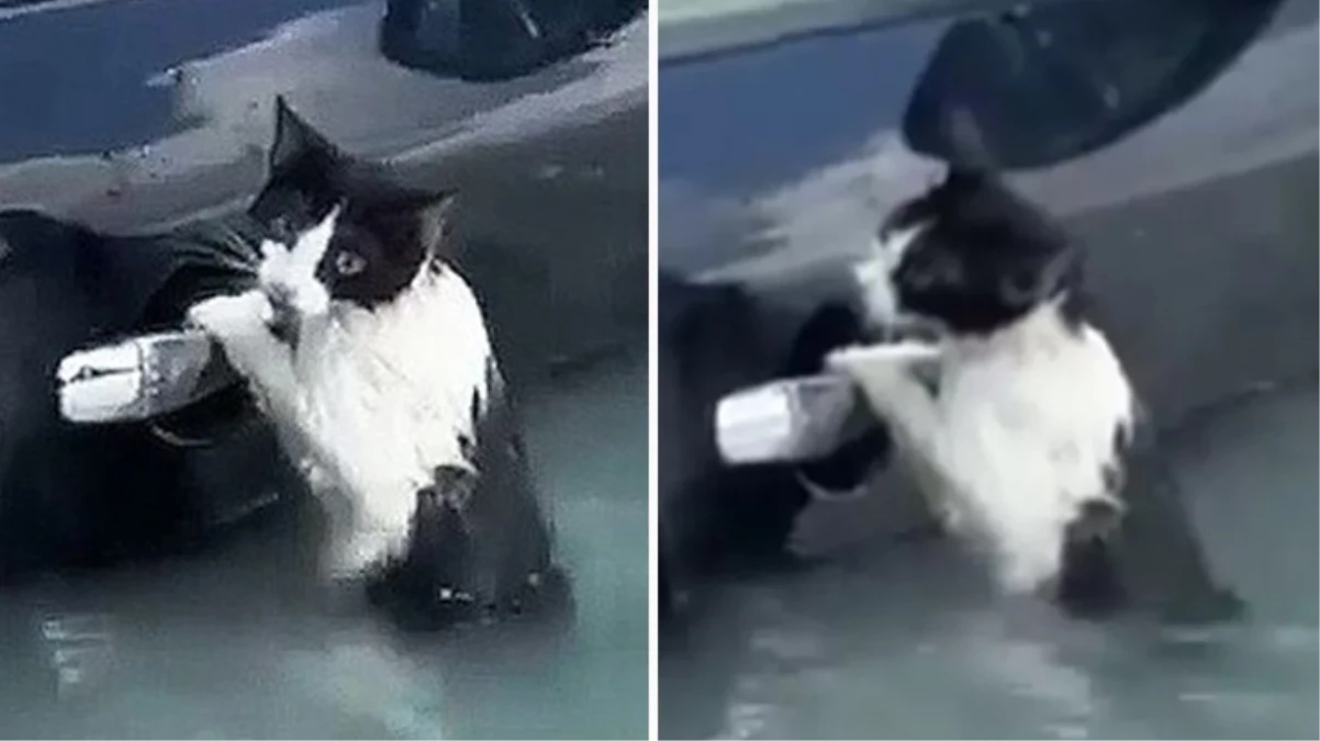 Dubai'de selde mahsur kalan kediyi polis kurtardı