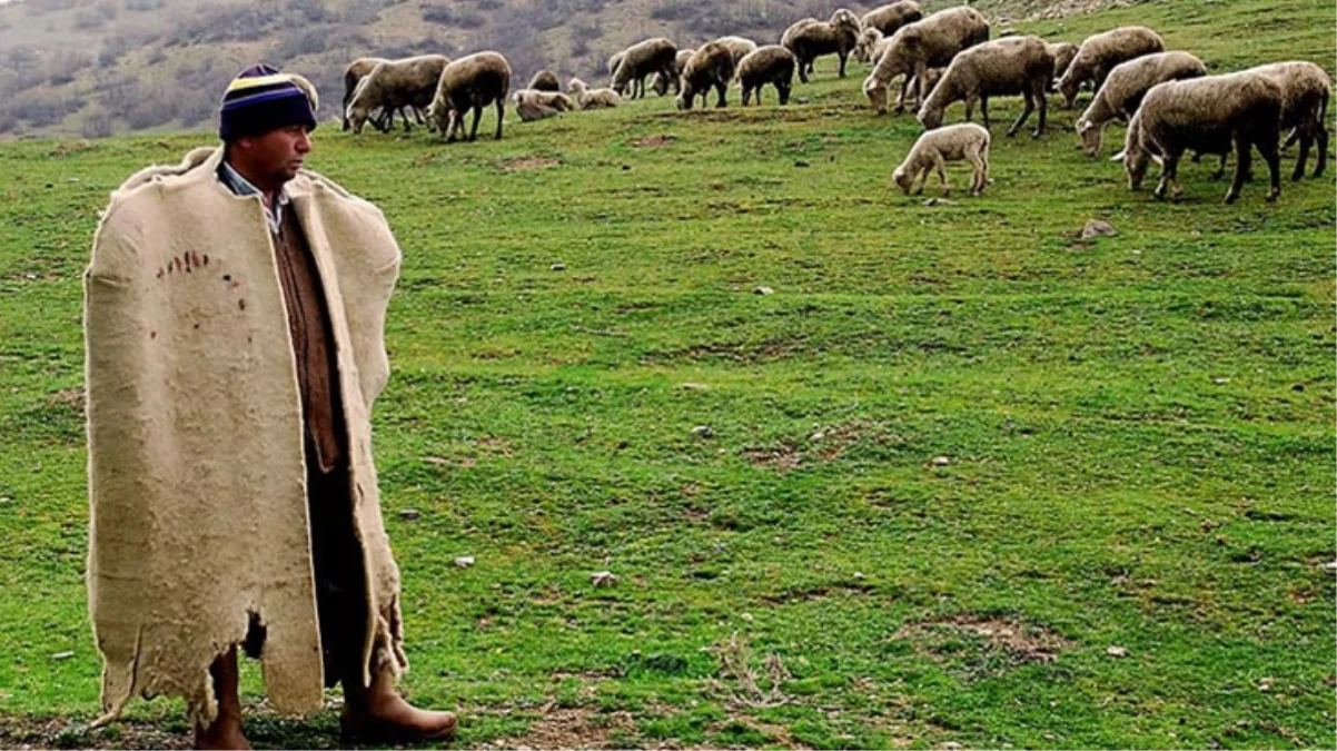 Muş'ta besiciler 40 bin lira maaş vermelerine rağmen çoban bulamıyor